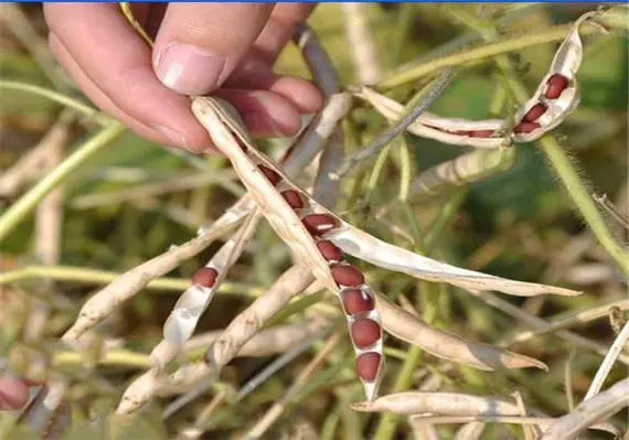 紅豆種植寶典：時間選對，方法用對，確保每一顆紅豆的飽滿與香甜！