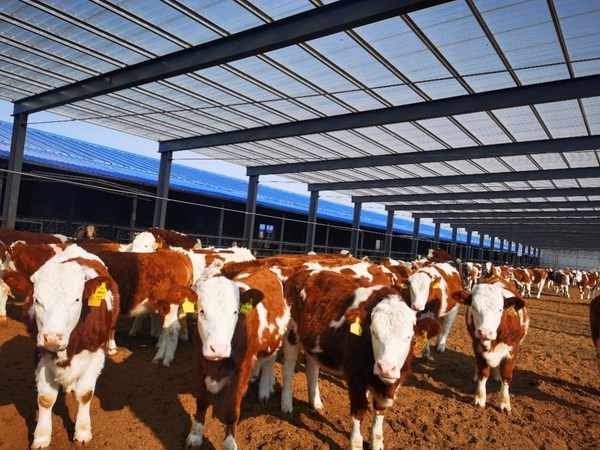 夏季肉牛養殖寶典：從環境調控到飼料管理，確保每一頭牛都能輕鬆應對高溫挑