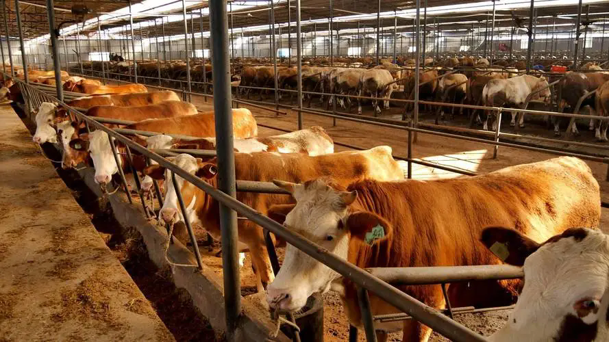 夏季肉牛養殖寶典：從環境調控到飼料管理，確保每一頭牛都能輕鬆應對高溫挑