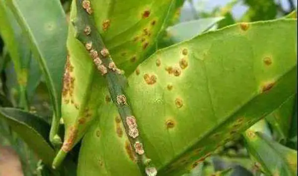 沃柑潰瘍病肆虐？別怕，這裏有最全的防治方案打造無病害果園！