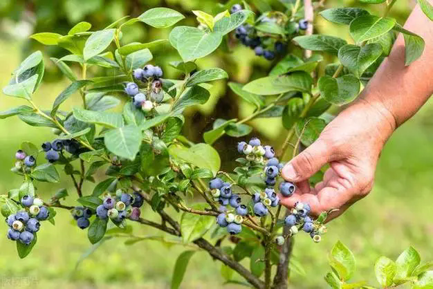 <b>藍莓殺手現身說法：藍莓幹枯枝條的幕後原因推手，你絕對想不到！</b>