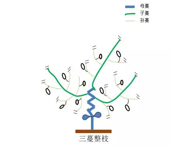 從枝繁葉茂到碩果累累：甜瓜整枝打杈圖解指南，讓你的瓜田變豐收樂園！