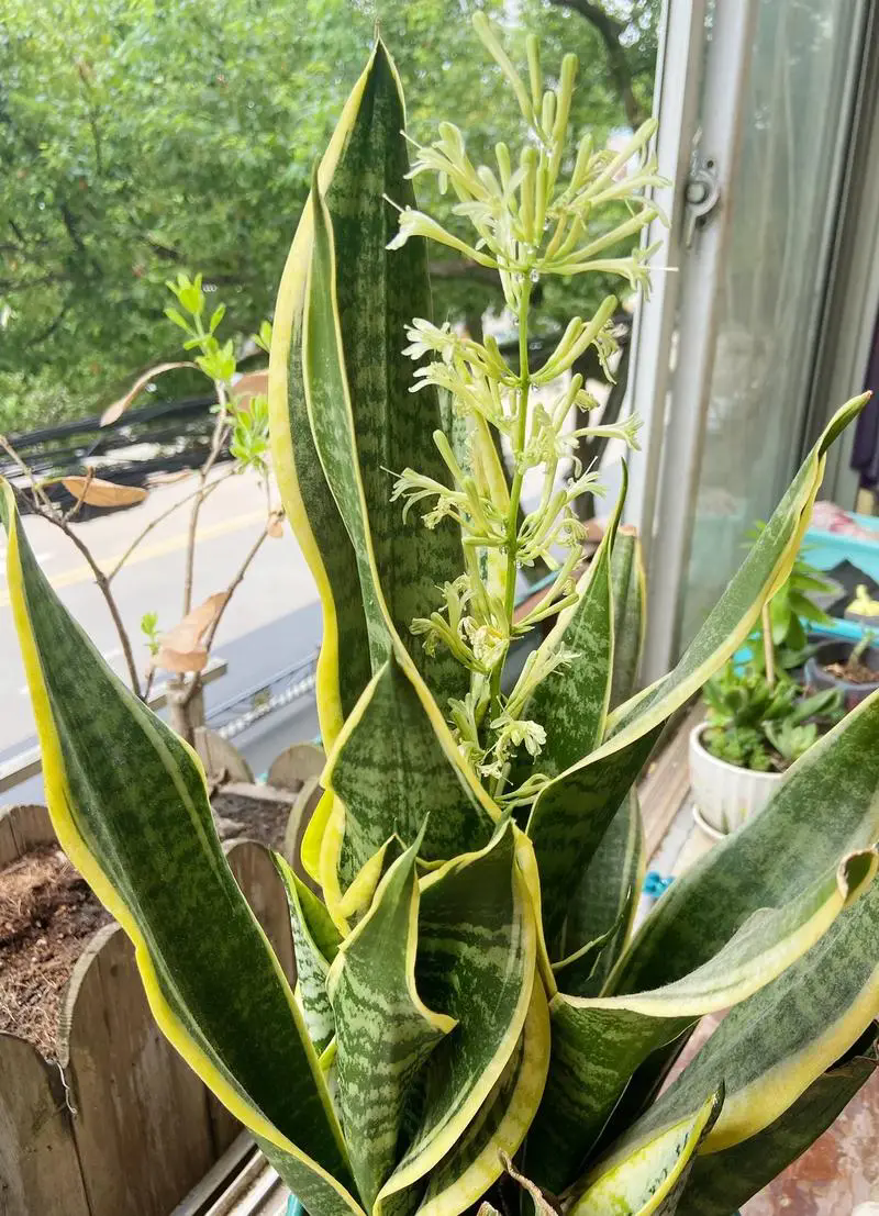 虎皮蘭的罕見開花花期與果實形成，如何養護體驗綠植世界的另一麵？