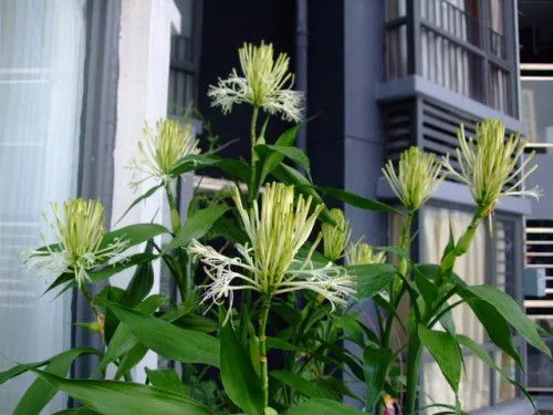 <b>富貴竹開花的珍貴瞬間，了解開花條件與花型特征，感受富貴竹另一麵美麗！</b>