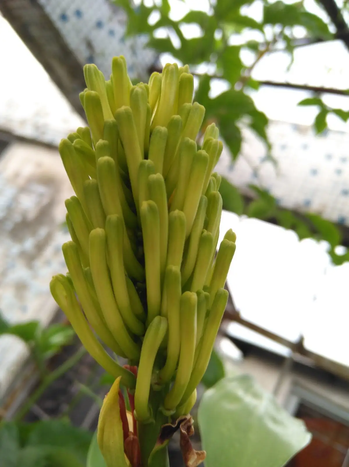 富貴竹開花的珍貴瞬間，了解開花條件與花型特征，感受富貴竹另一麵美麗！