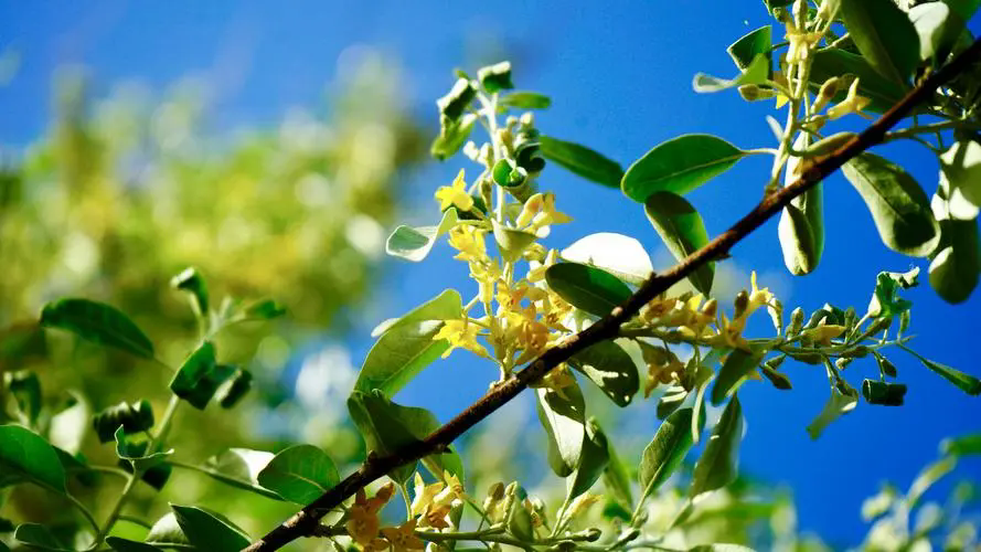 沙漠之花：沙棗樹開花盛開時刻，高清大圖帶你領略每一朵花的細膩與堅韌！