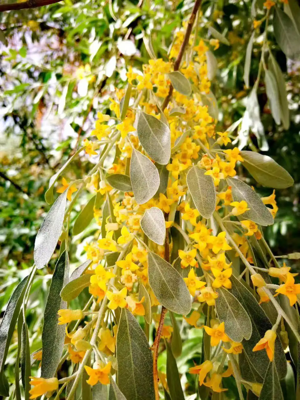 沙漠之花：沙棗樹開花盛開時刻，高清大圖帶你領略每一朵花的細膩與堅韌！