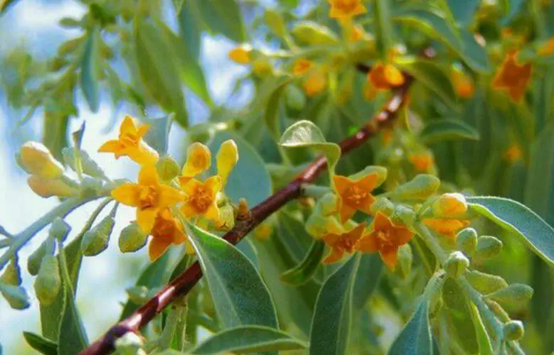 沙漠之花：沙棗樹開花盛開時刻，高清大圖帶你領略每一朵花的細膩與堅韌！