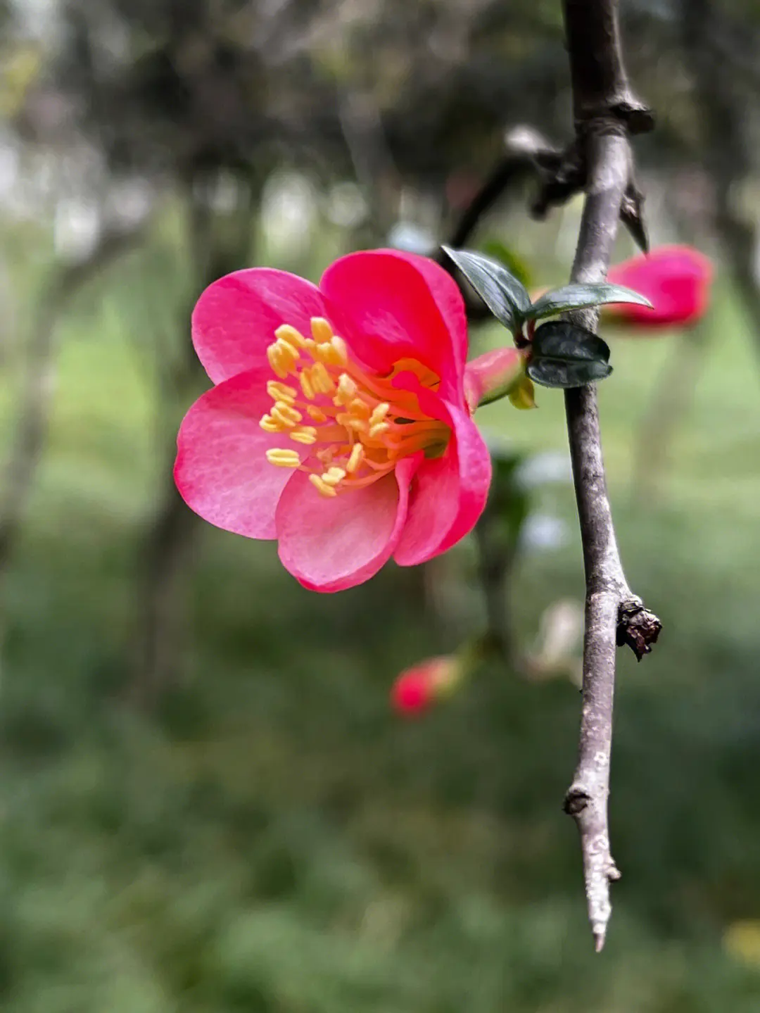 春色滿園海棠花開花綻放日期預告，三月春風裏的第一抹嫣紅