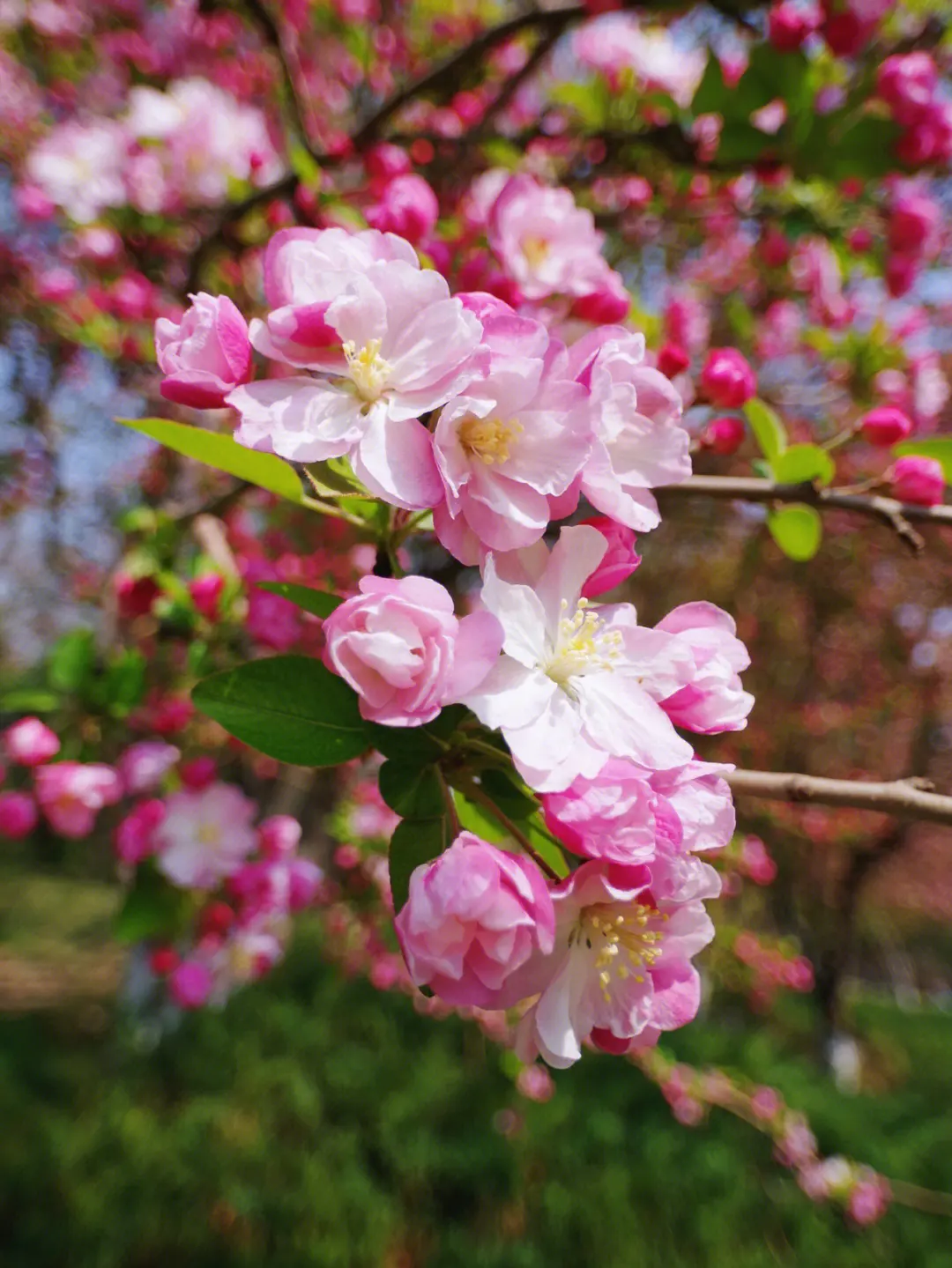 春色滿園海棠花開花綻放日期預告，三月春風裏的第一抹嫣紅