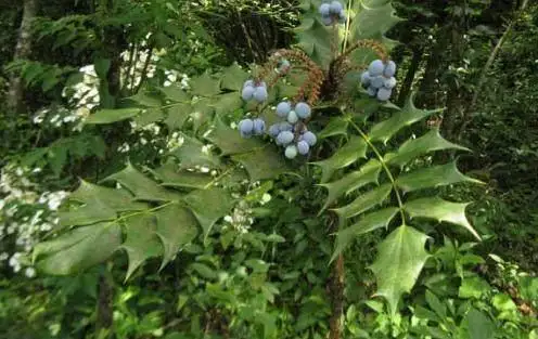 十大功勞別名揭秘，一葉知秋，黃天竹、土黃柏，名號背後的植物傳奇