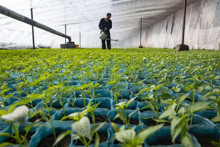 冬日潤澤農業種植低溫澆水技巧，保障作物溫暖過冬