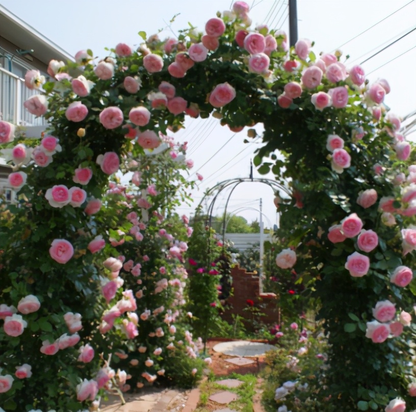 四季花語藤本月季花養殖管理要點，保持持續魅力的不二法門