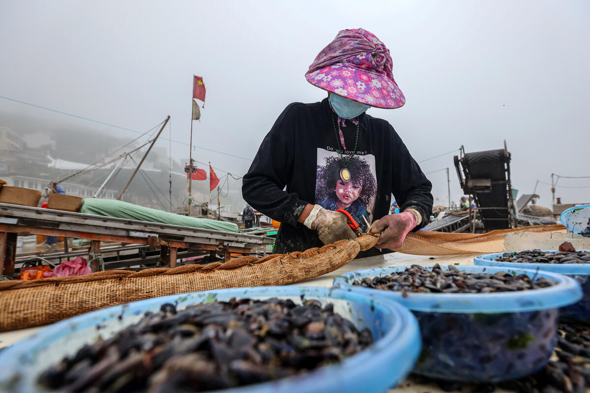 海洋寶藏貽貝人工養殖技術揭秘，從選址到收獲的全程指導