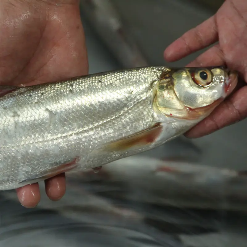 白魚之謎揭開水域分類的麵紗，海魚or淡水魚的真相