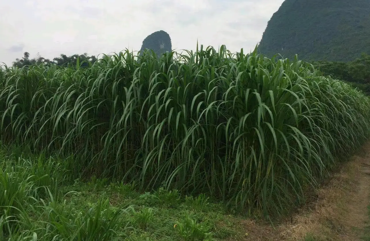 養牛牧草飼料優化指南：科學處理方法，確保牛群健康與效益