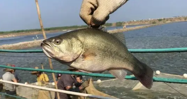 加州鱸魚冬季養殖寶典：溫度調控與水質管理管理，打造恒溫生長的養殖環境