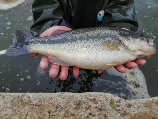 加州鱸魚冬季養殖寶典：溫度調控與水質管理管理，打造恒溫生長的養殖環境