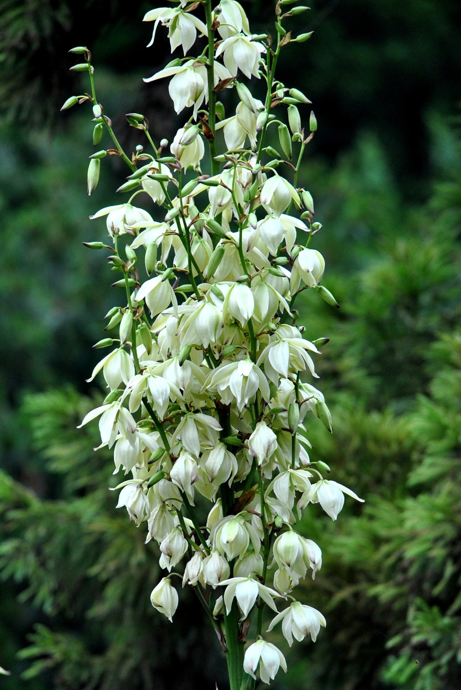 鳳尾蘭開花時間日記：記錄三月至五月的每一步成長，共赴一場花海盛宴