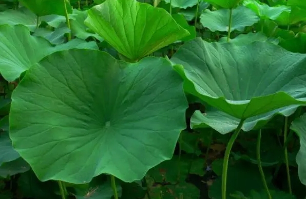 <strong>荷花葉的功效與作用全解：清熱利濕與減肥瘦身的藥用價值與養</strong>