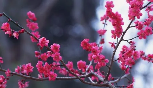 梅花冬日開花魔法：寒冷環境下的生長奇跡，解析其開花習性的科學原理