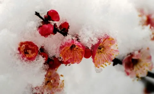 梅花冬日開花魔法：寒冷環境下的生長奇跡，解析其開花習性的科學原理