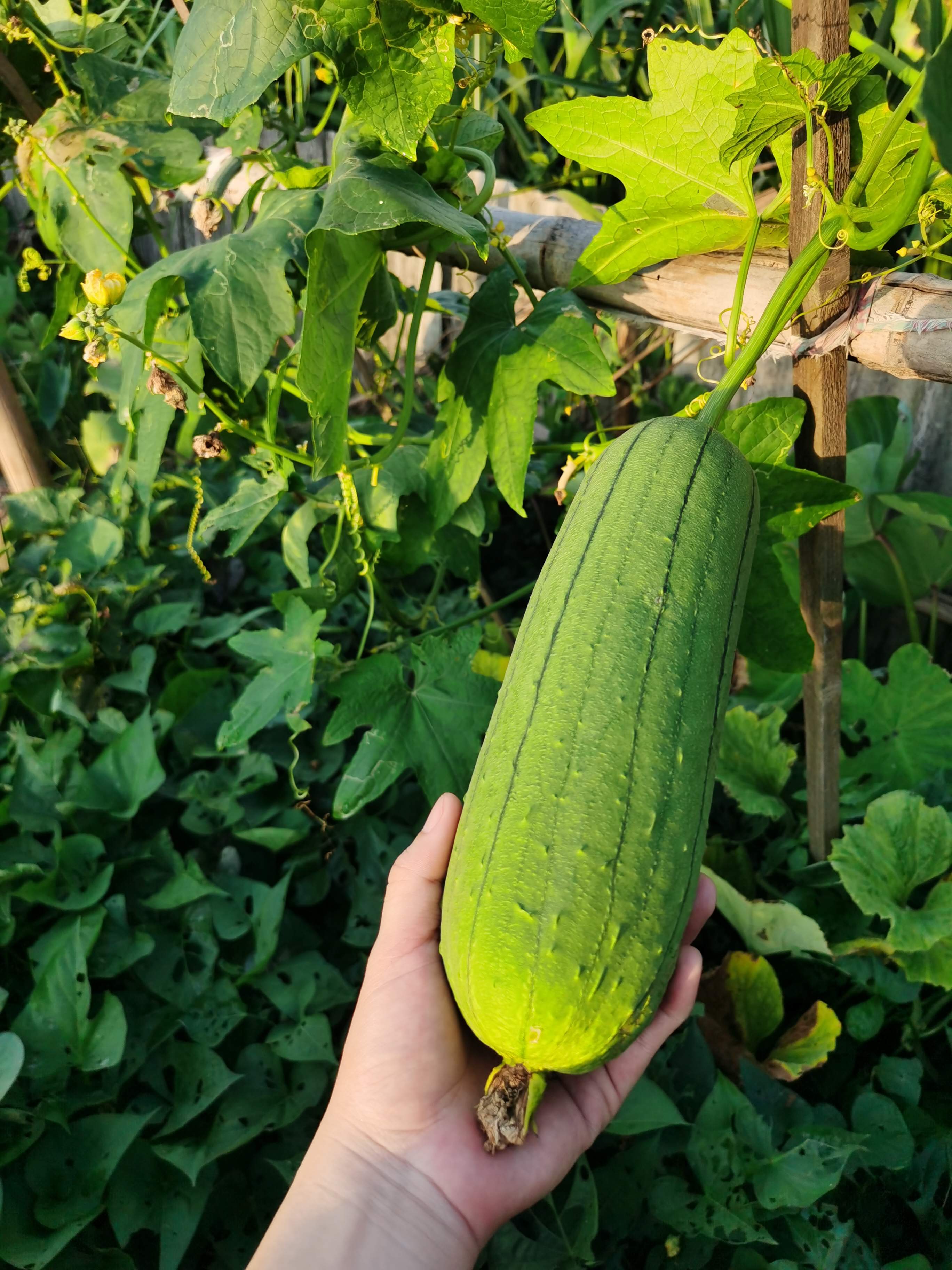 絲瓜能否直接生吃？絲瓜生吃營養價值與健康風險評估