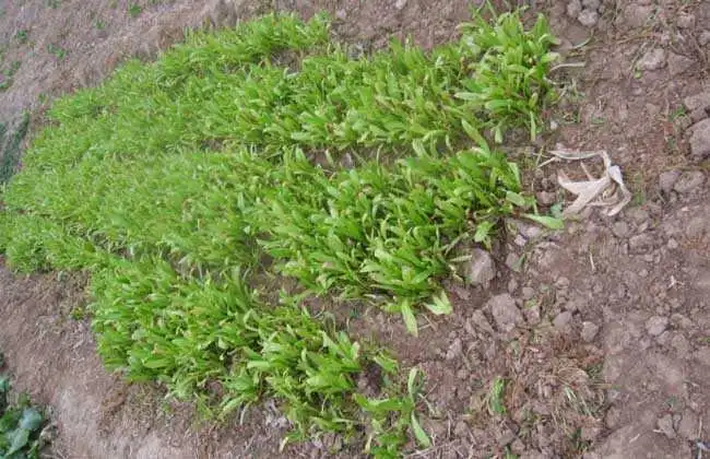 萵筍種子催芽方法：浸泡催芽法與紙沙藏催芽法科學搭配，提高發芽率的技巧