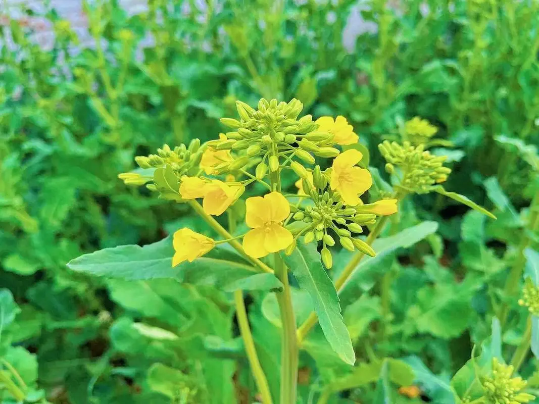 油菜和油菜花是同一種植物嗎科學解析，全麵解析其生長周期與形態特征