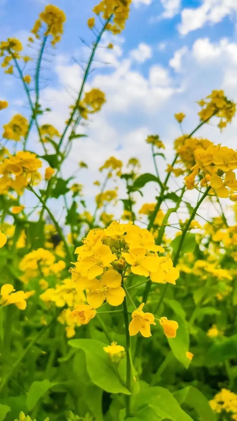 油菜和油菜花是同一種植物嗎科學解析，全麵解析其生長周期與形態特征