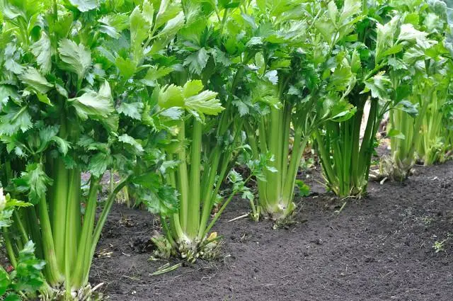 芹菜是植物還是蔬菜的身份解密，全麵解析芹菜生物屬性與食用價值