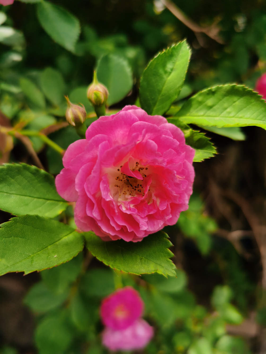 薔薇花養殖方法秘籍：打造打造繁花似錦滿園春色隻需這幾步事項！