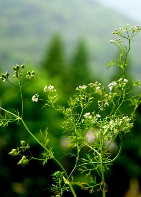 香菜會開花結種子嗎？植物學角度下的香菜繁殖奧秘