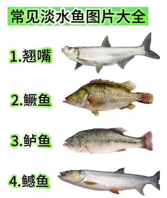 淡水魚類常見病症的早期預警與防治方法，讓漁業養殖無憂