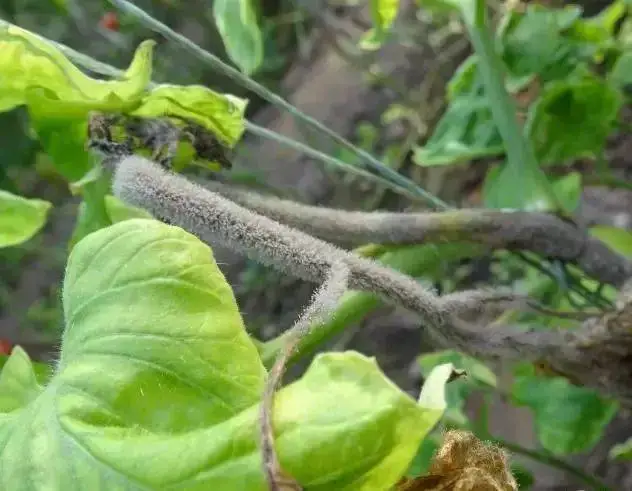 西紅柿灰黴病症狀和防治方法指南，科學種植，讓病害無處遁形