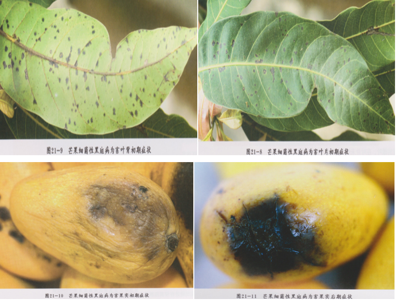 水果細菌性角斑病：識別症狀，精準高效治療守護果園健康