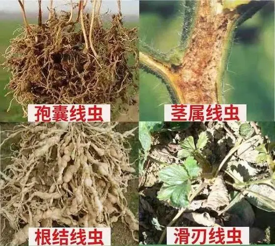 農業種植根結線蟲病：症狀辨識與綜合防治策略，守護作物根基健康