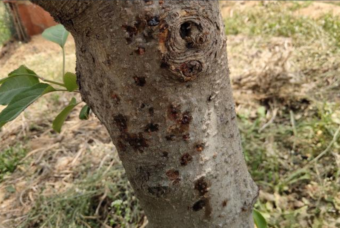 <b>蘋果樹潰瘍病：識別病斑，精準防治技術守護果園綠色財富</b>