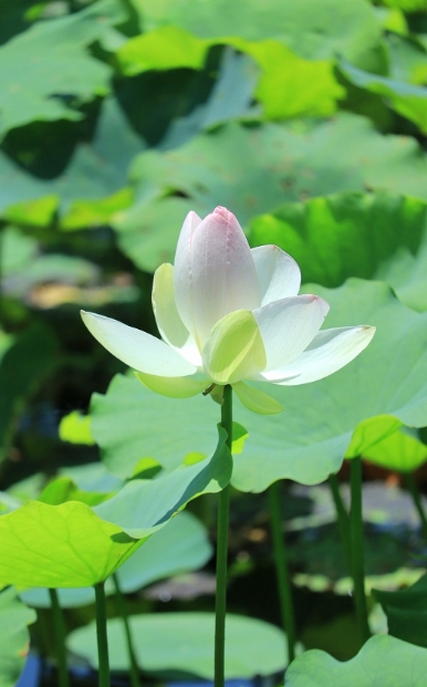 8月開花賞花盛宴地圖：從城市公園到鄉村小徑，探尋夏日餘暉下的花卉寶藏