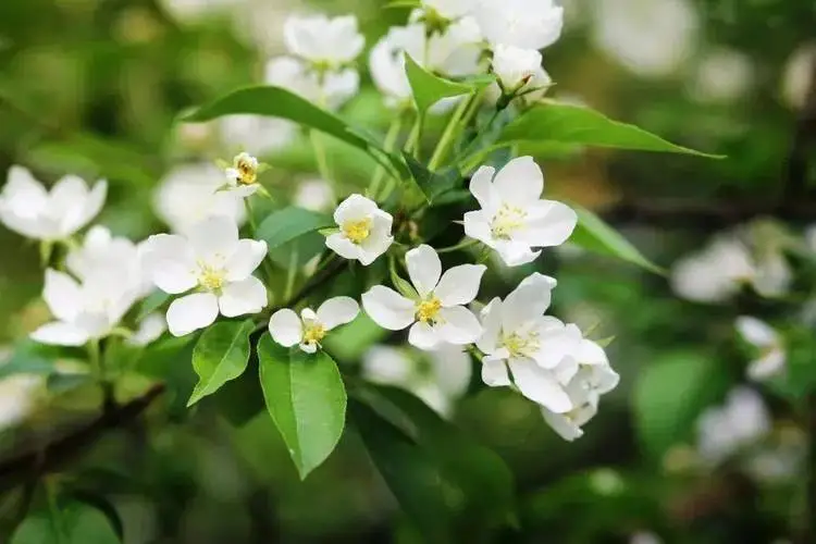 8月開花賞花盛宴地圖：從城市公園到鄉村小徑，探尋夏日餘暉下的花卉寶藏