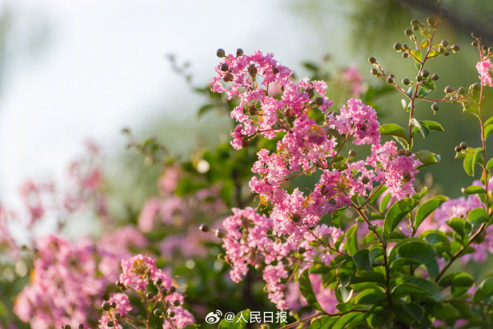 8月開花賞花盛宴地圖：從城市公園到鄉村小徑，探尋夏日餘暉下的花卉寶藏