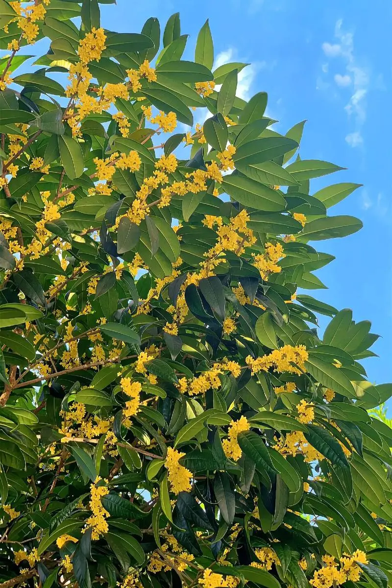 8月開花賞花盛宴地圖：從城市公園到鄉村小徑，探尋夏日餘暉下的花卉寶藏