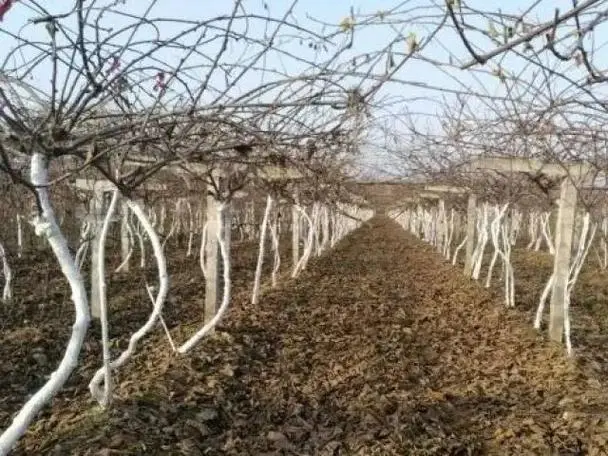 獼猴桃秋季刷杆管理技術，構建健康樹體，迎接提升果實品質