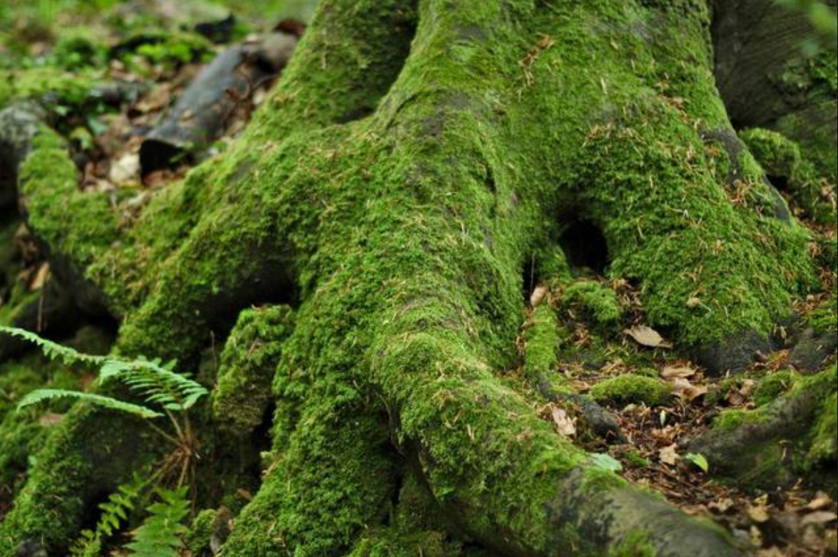 <strong>青苔危害和構建多防線防治，從物理清除到生物抑製，保障果林</strong>