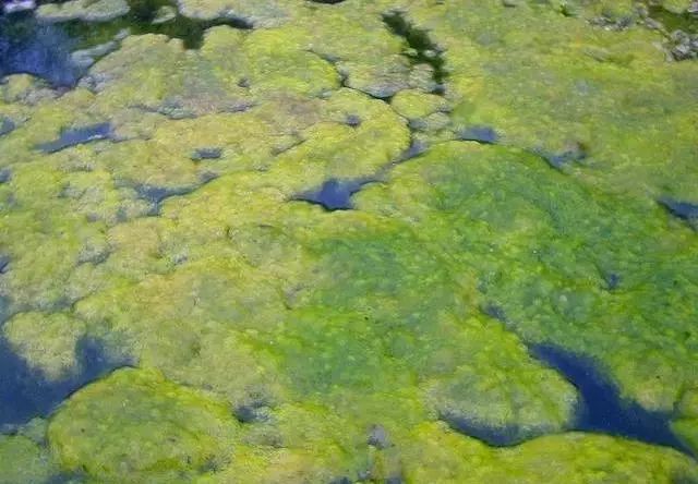 青苔危害和構建多防線防治，從物理清除到生物抑製，保障果林綠色透氣