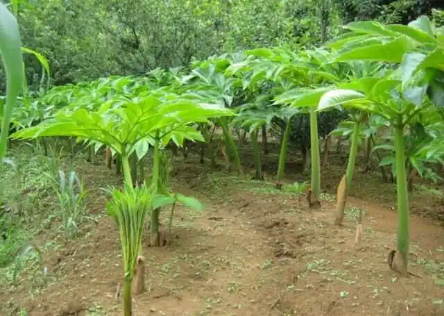 魔芋有毒嗎以及處理指南：從去毒到烹飪，科學流程，保障食品安全