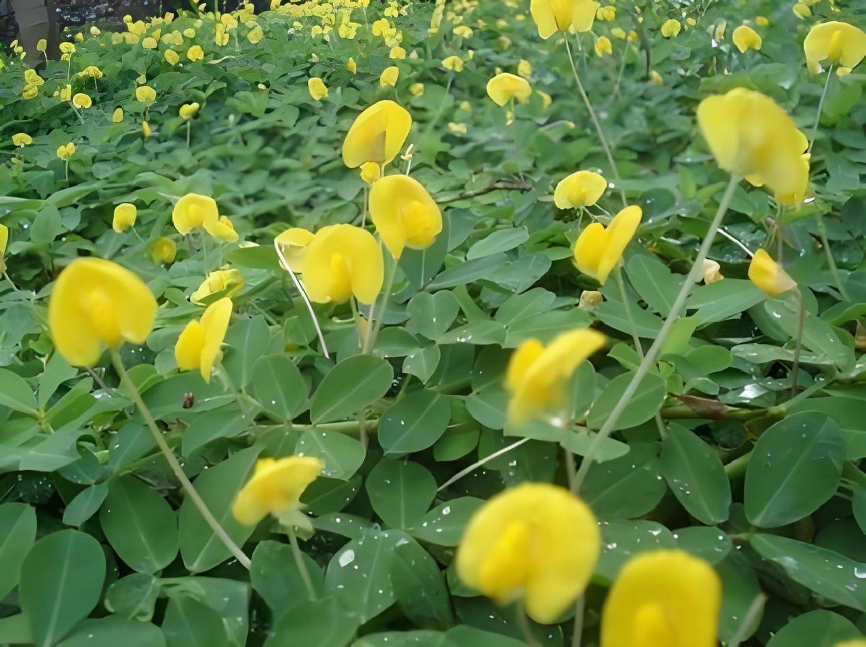 花生為何上開花下結果？從花粉傳播到地下果實發育，探索其生長奧秘