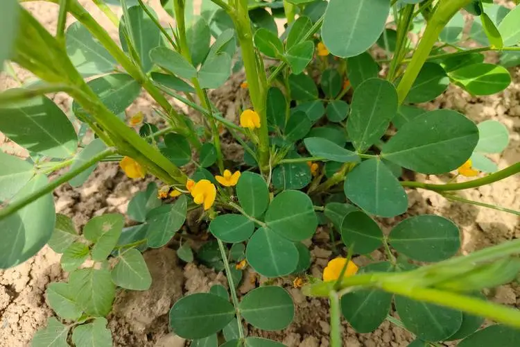 花生為何上開花下結果？從花粉傳播到地下果實發育，探索其生長奧秘