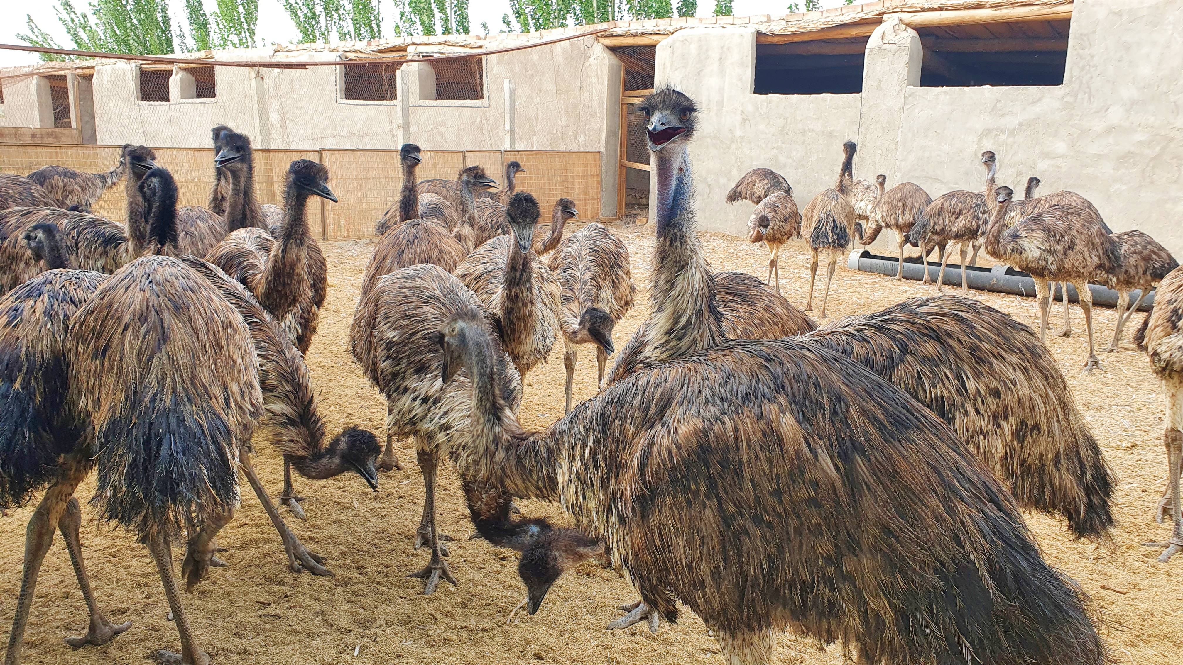 鴯鶓[ér miáo]人工養殖技術：環境優化、飼料配比與疾病防控提升養殖效益