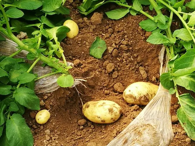 土豆是植物的根還是莖？科學解析土豆地下莖塊的真麵目